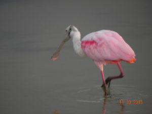 Fort Myers Beach Rosseate Spoonbill