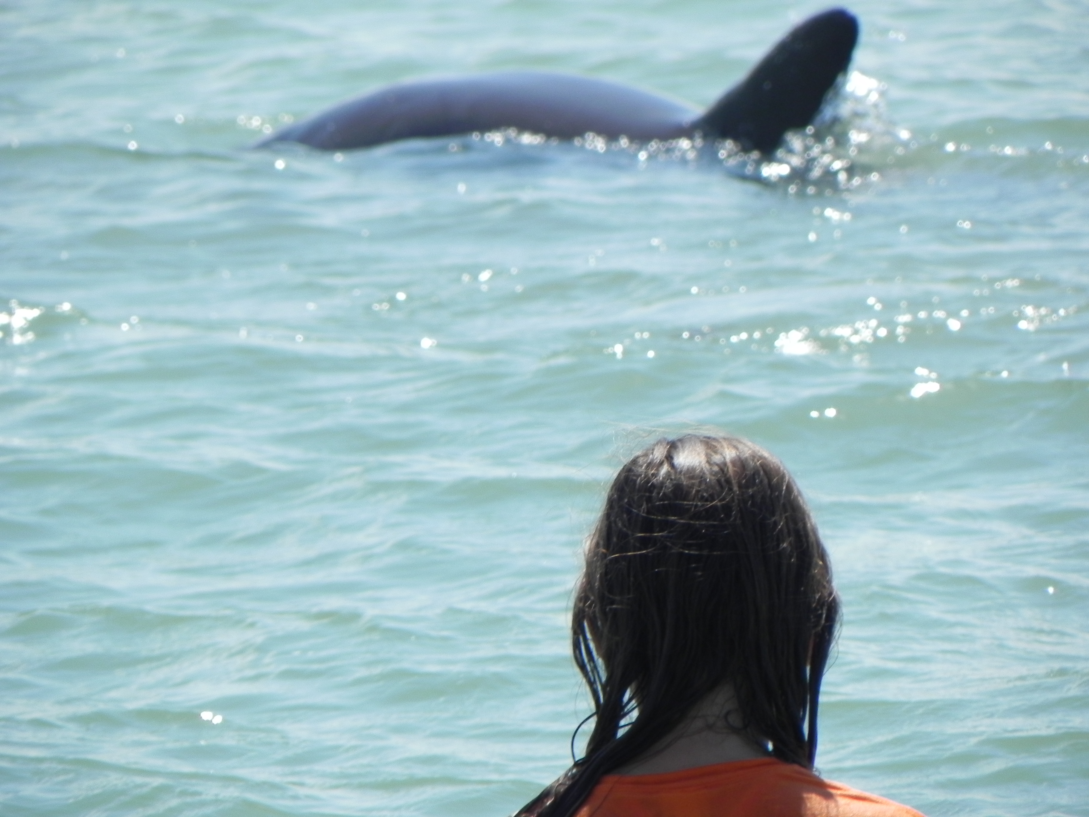 Fort Myers Beach Dolphin