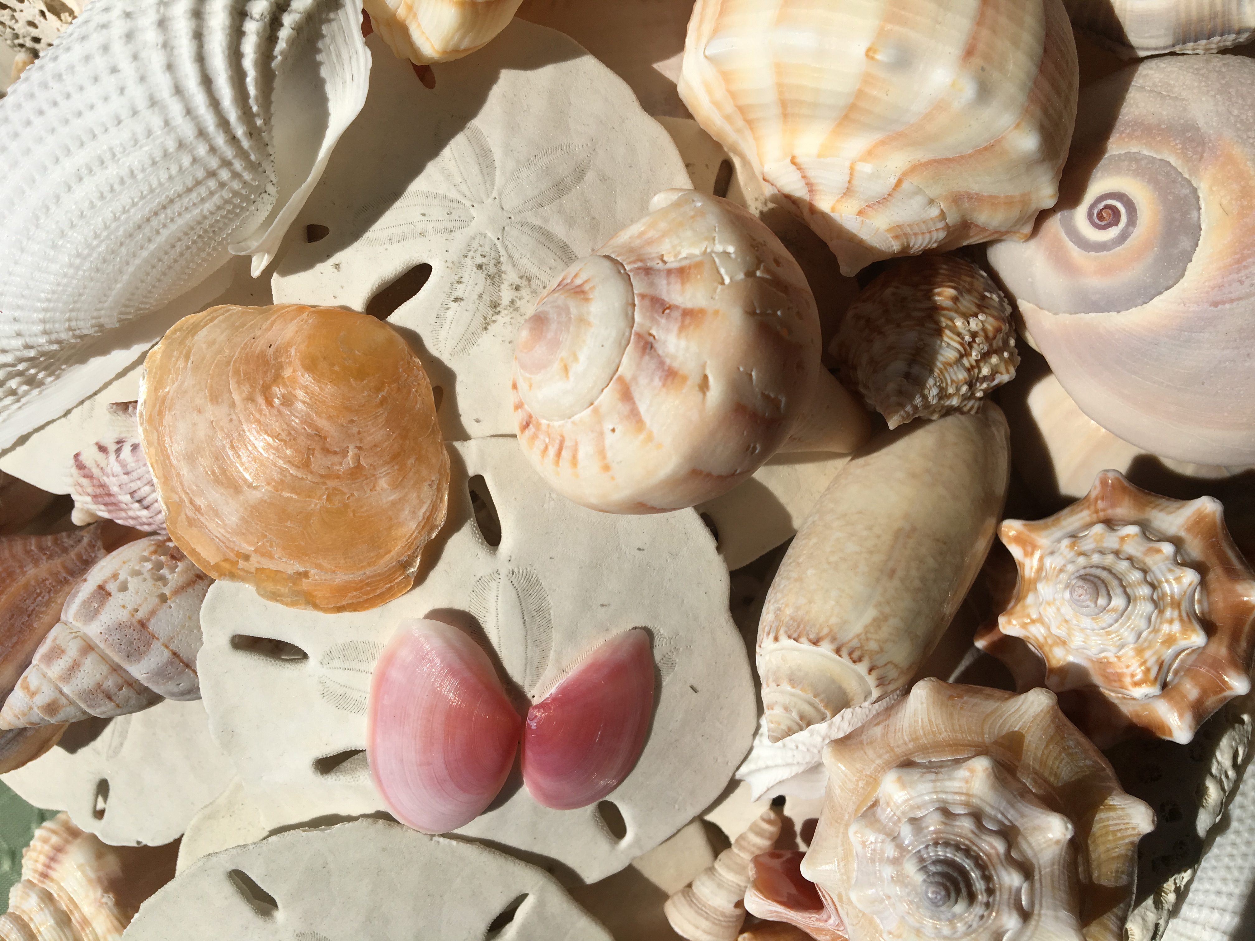 Fort Myers Beach Sea Shells