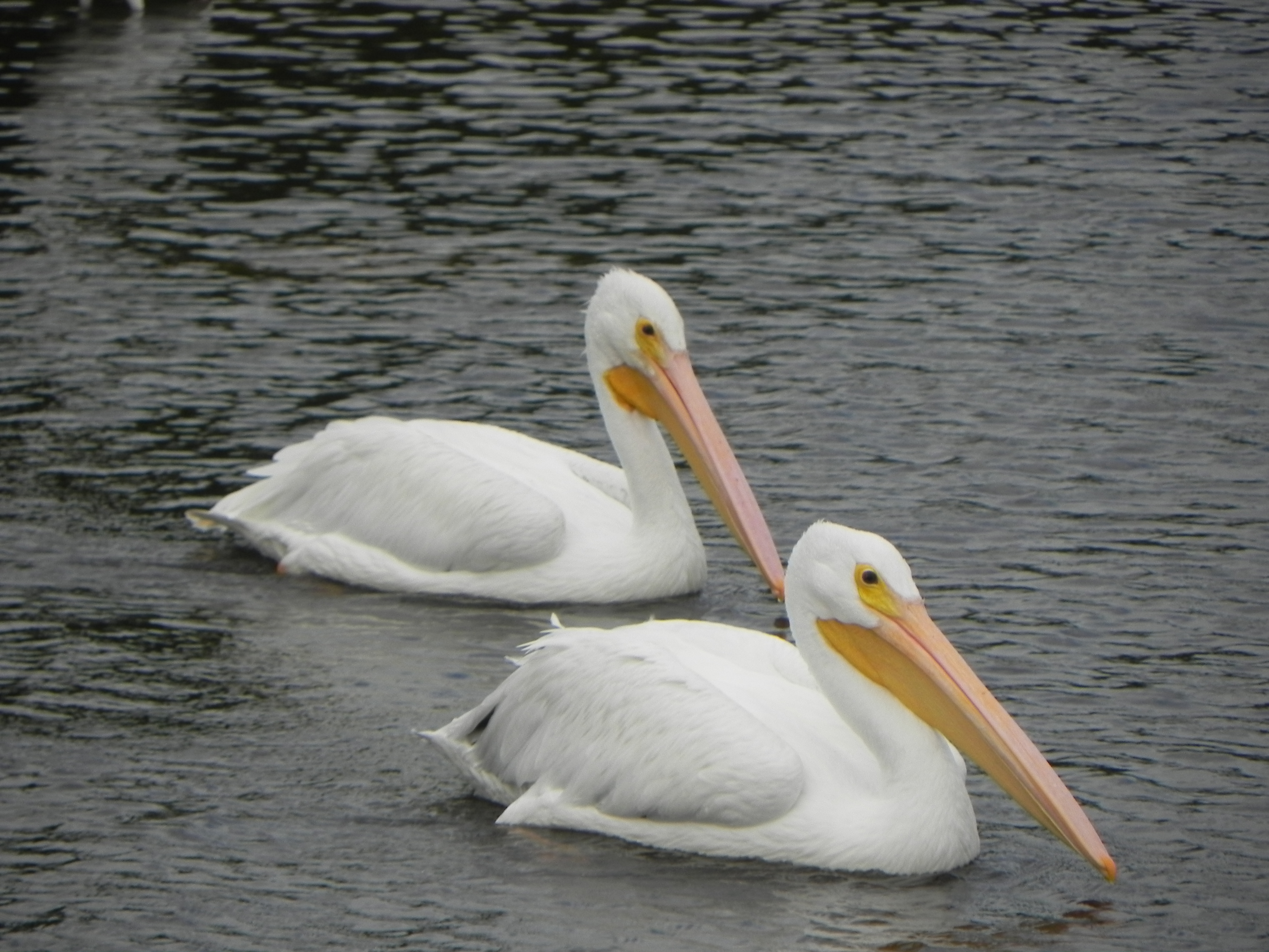 Fort Myers White Pelican